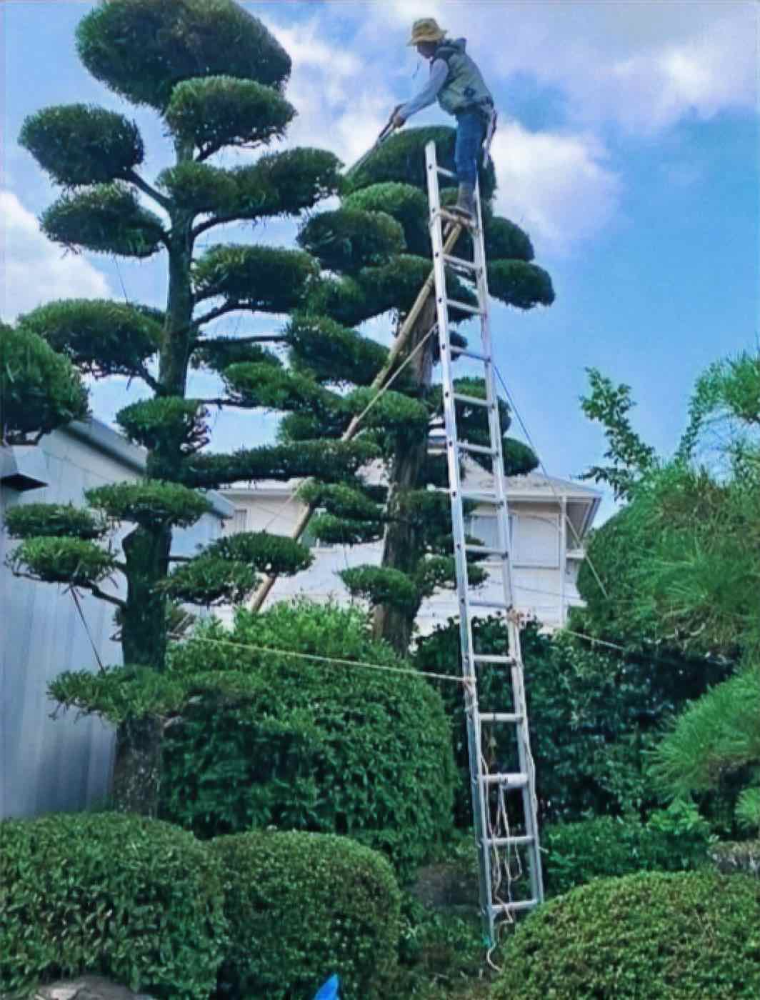 はしごを使って高所の庭木を剪定するスタッフ