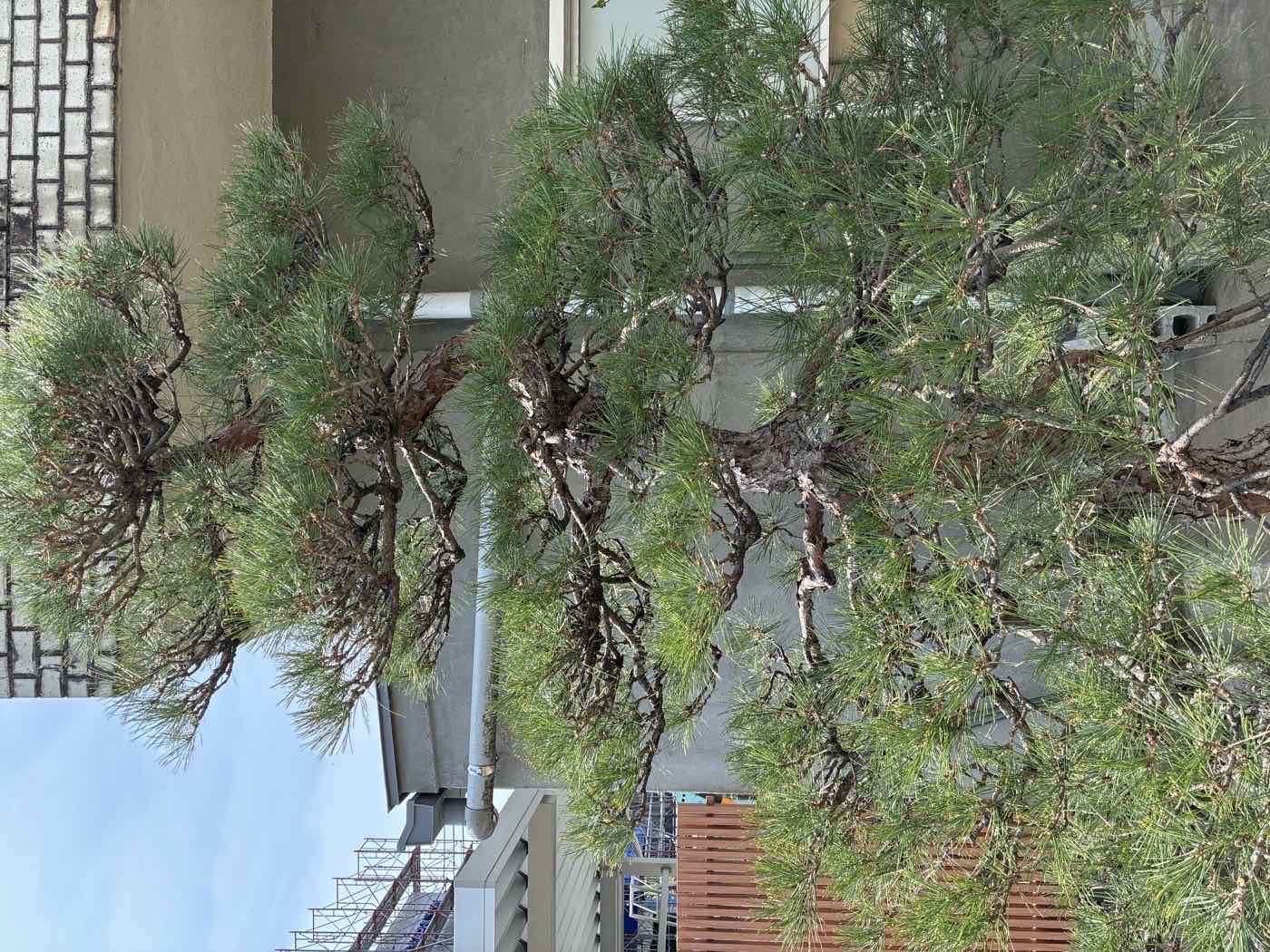 建物のそばで美しく仕立てられた松の剪定作業